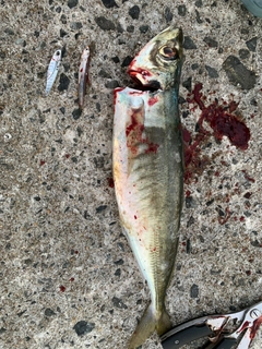 マルアジの釣果