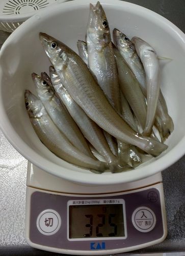 キスの釣果