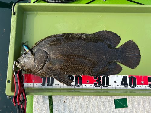 マツダイの釣果