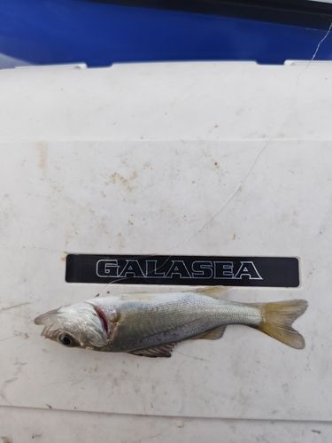 セイゴ（マルスズキ）の釣果