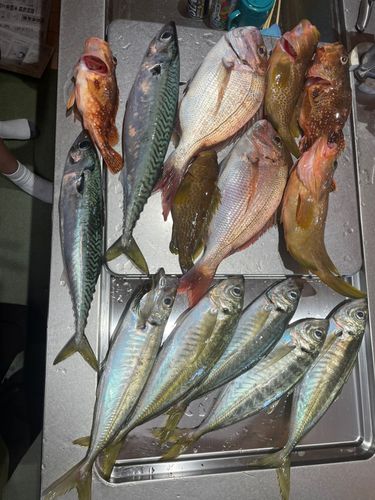 タイの釣果