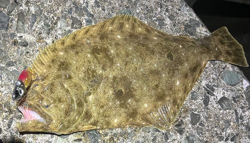 ヒラメの釣果