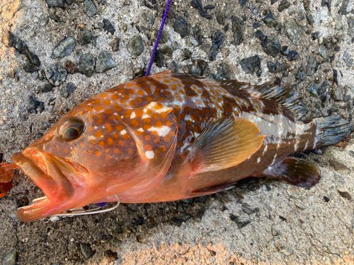 アコウの釣果