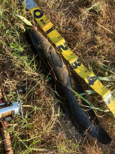 ライギョの釣果