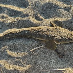 マゴチ