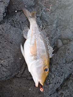 イトフエフキの釣果