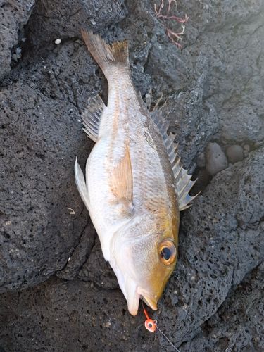 イトフエフキの釣果