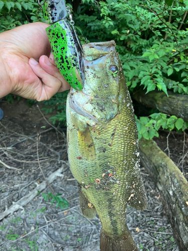 ラージマウスバスの釣果