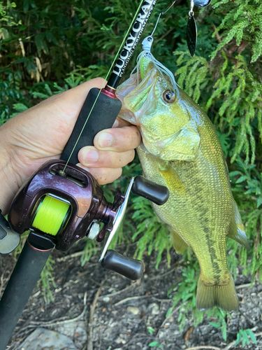 ラージマウスバスの釣果