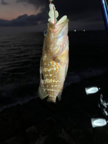 キジハタの釣果