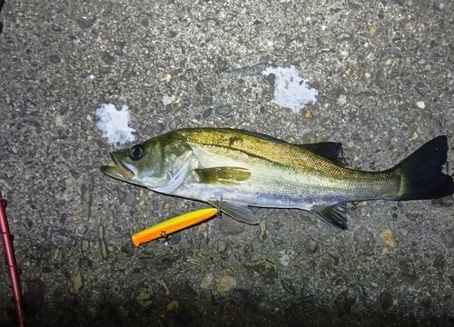 シーバスの釣果