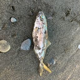 ワカシ