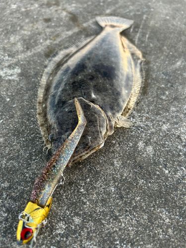 ヒラメの釣果