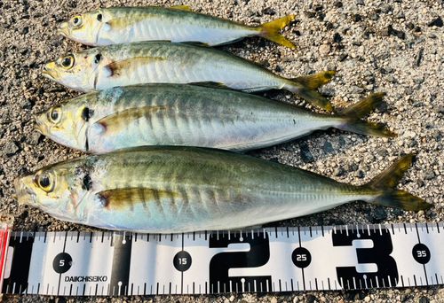 マルアジの釣果
