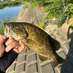 スモールマウスバス