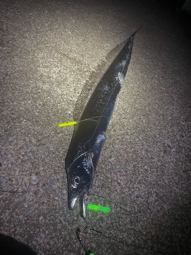 タチウオの釣果