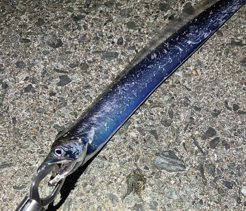 タチウオの釣果