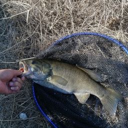 スモールマウスバス