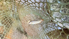 イワナの釣果