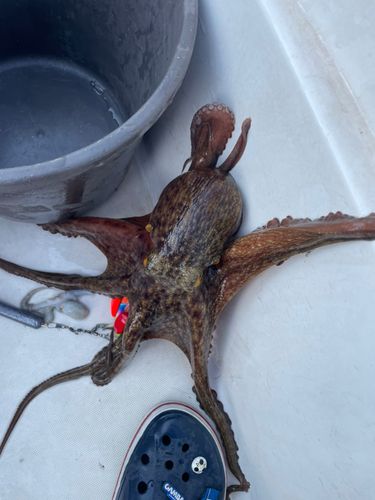 タコの釣果