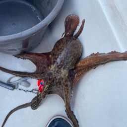 タコ
