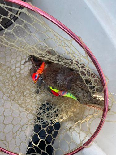 タコの釣果