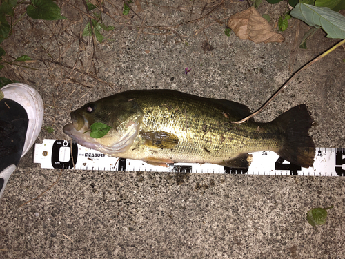 ブラックバスの釣果