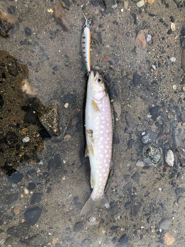 アメマスの釣果