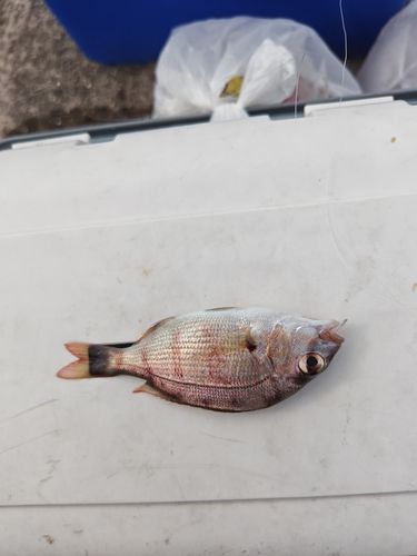 チャリコの釣果