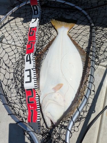 ヒラメの釣果