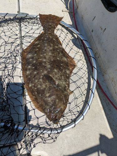 ヒラメの釣果