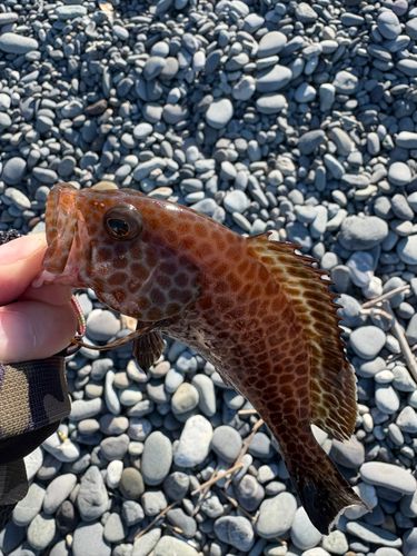 オオモンハタの釣果