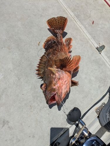 ウッカリカサゴの釣果