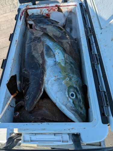 ブリの釣果