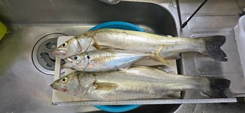 シーバスの釣果