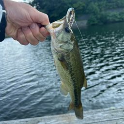 スモールマウスバス