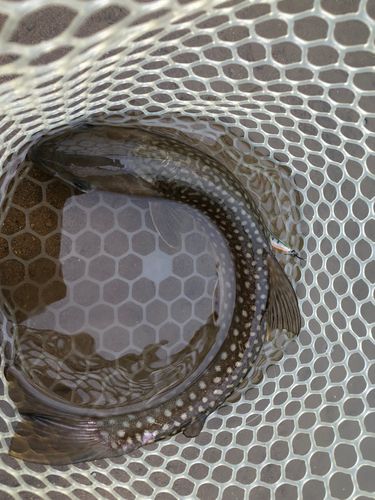 アメマスの釣果