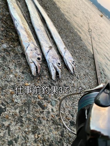 タチウオの釣果
