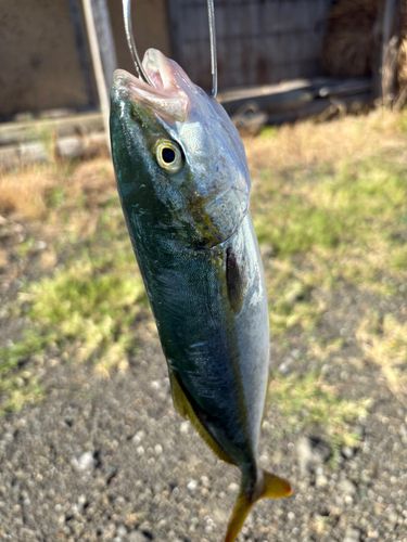 ワカナゴの釣果