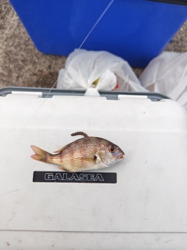 チャリコの釣果