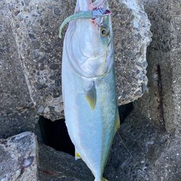 ヤズ