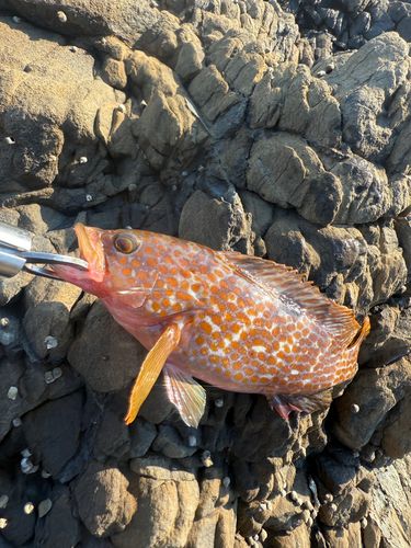 キジハタの釣果