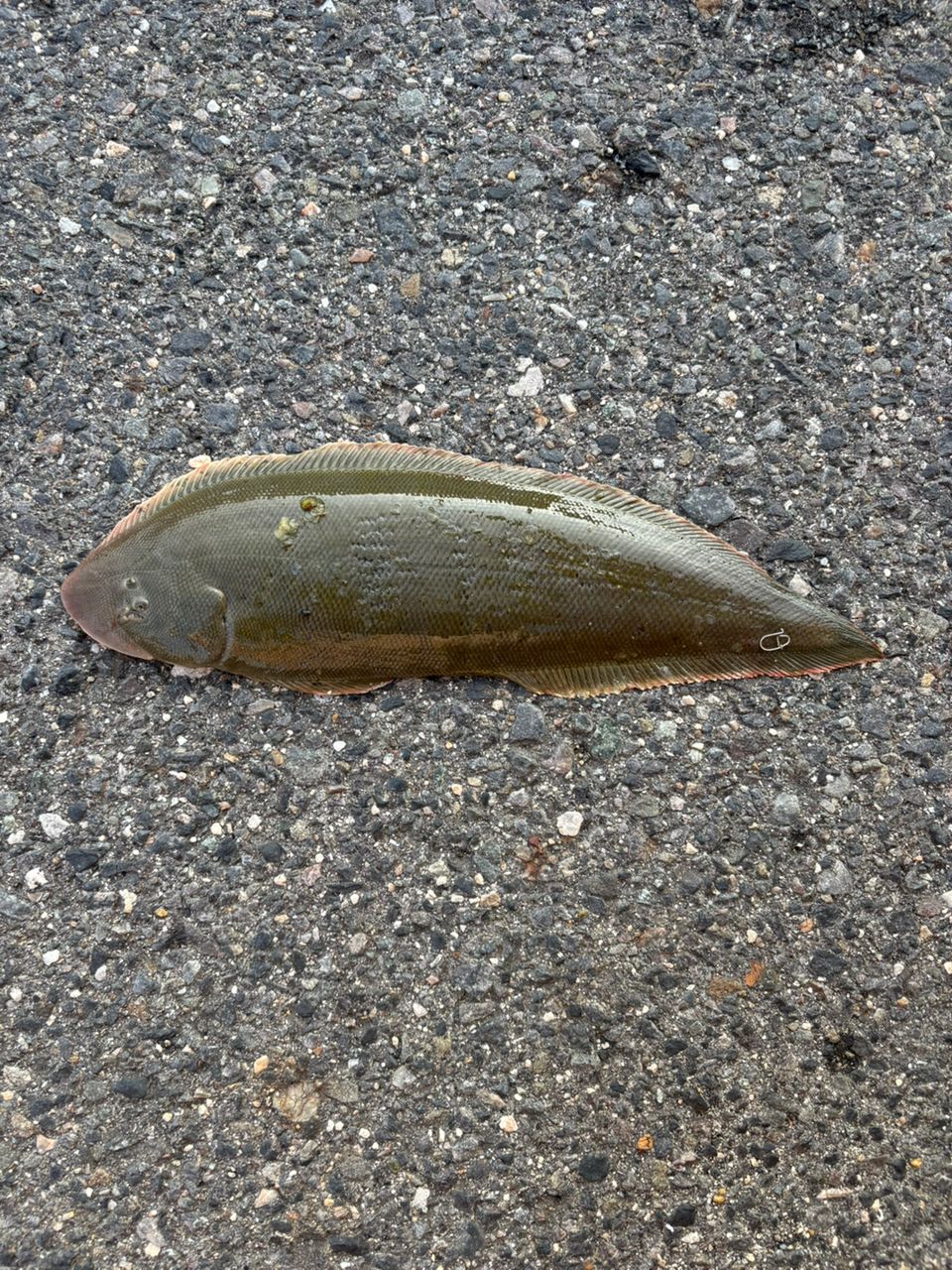 クロウシノシタ