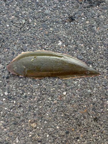 クロウシノシタの釣果