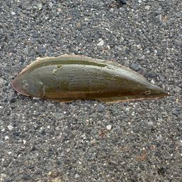 クロウシノシタ