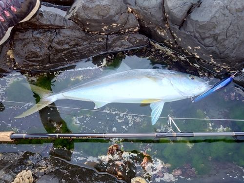 ヒラマサの釣果