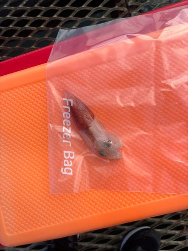 アカイカの釣果