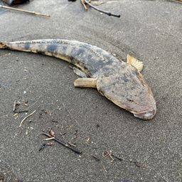 マゴチ