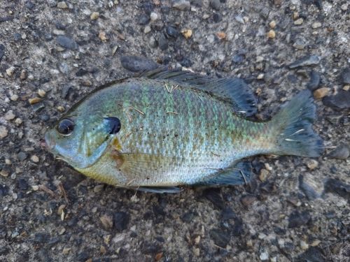 ブルーギルの釣果