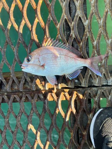 チャリコの釣果